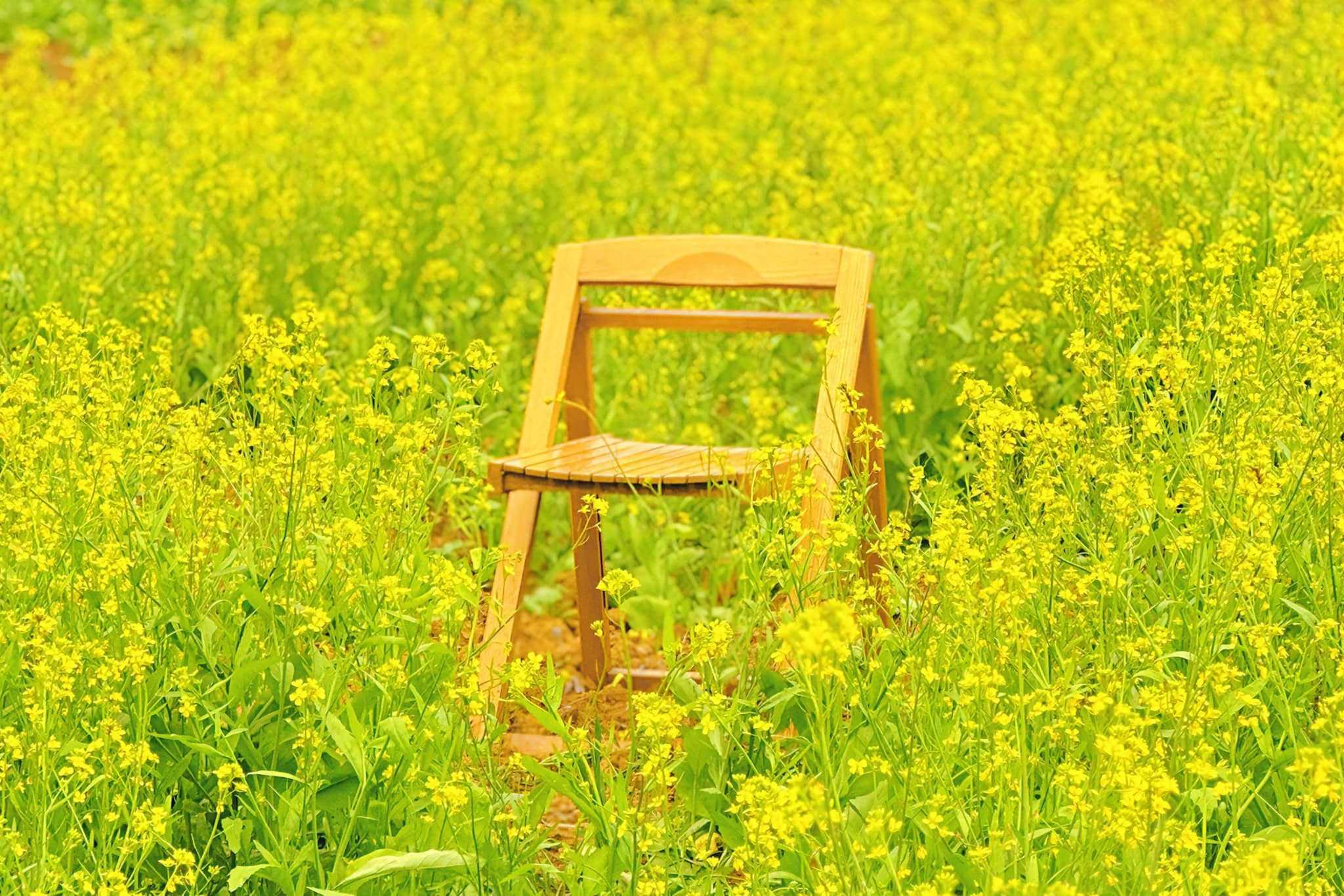 Mộc Châu: Sắc vàng hoa cải phủ kín cao nguyên những ngày cận Tết